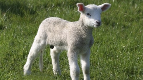 Passover-Lamb-PCOG-iStock